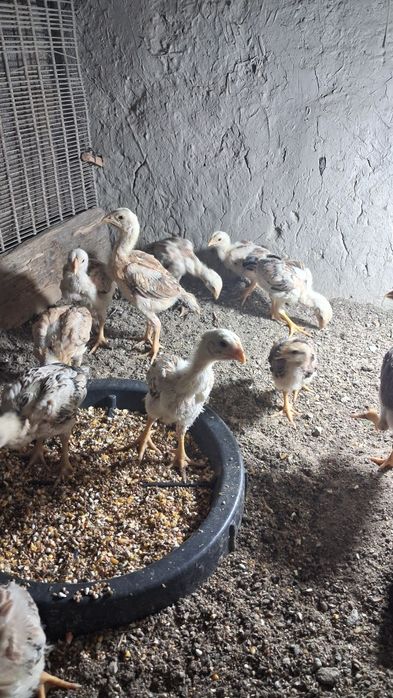 Dakan joʻjala sotiladi