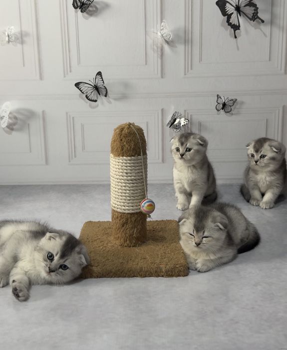 Продаются котята  вислоухие