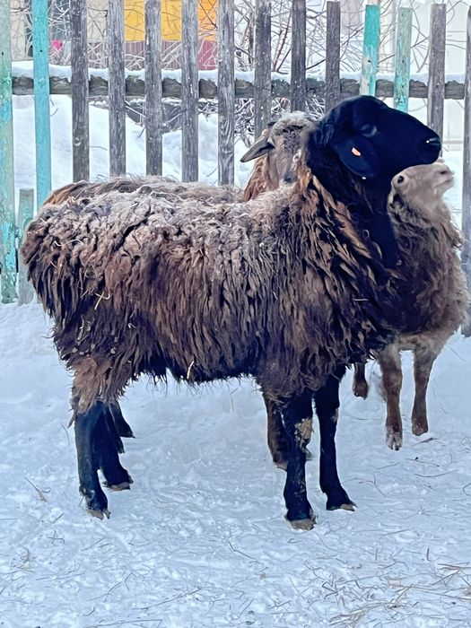 Бараны. Тоқты сатамын