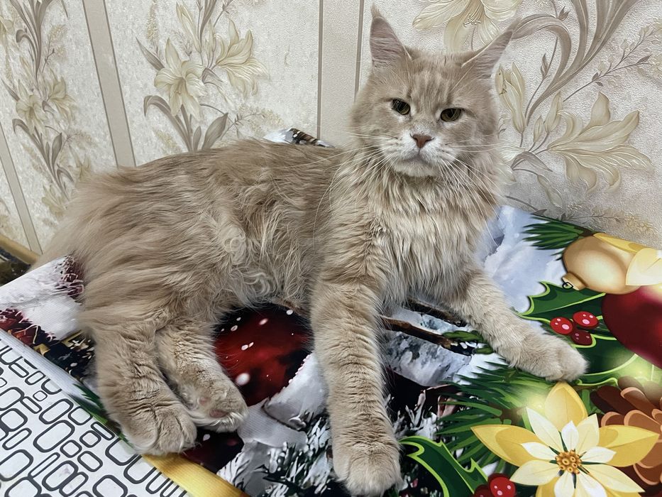 Продаются котята Мейн-кун