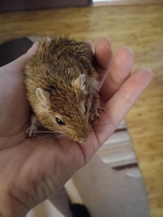 Veveriță gerbili și hamsteri pitici (băieței )