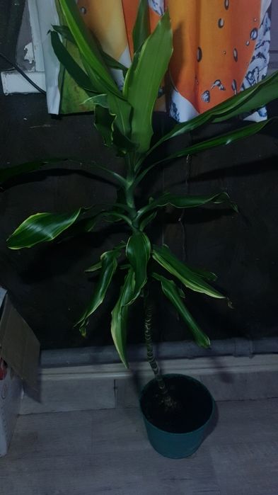 Продам Драцену в особом уходе не нуждается