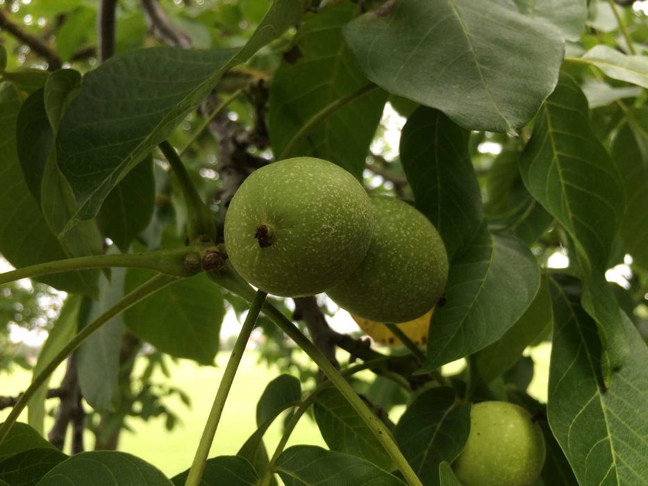 Продава се Земеделски имот в Асеновград -  кв.м за 21675 €/дка - Снимка #1