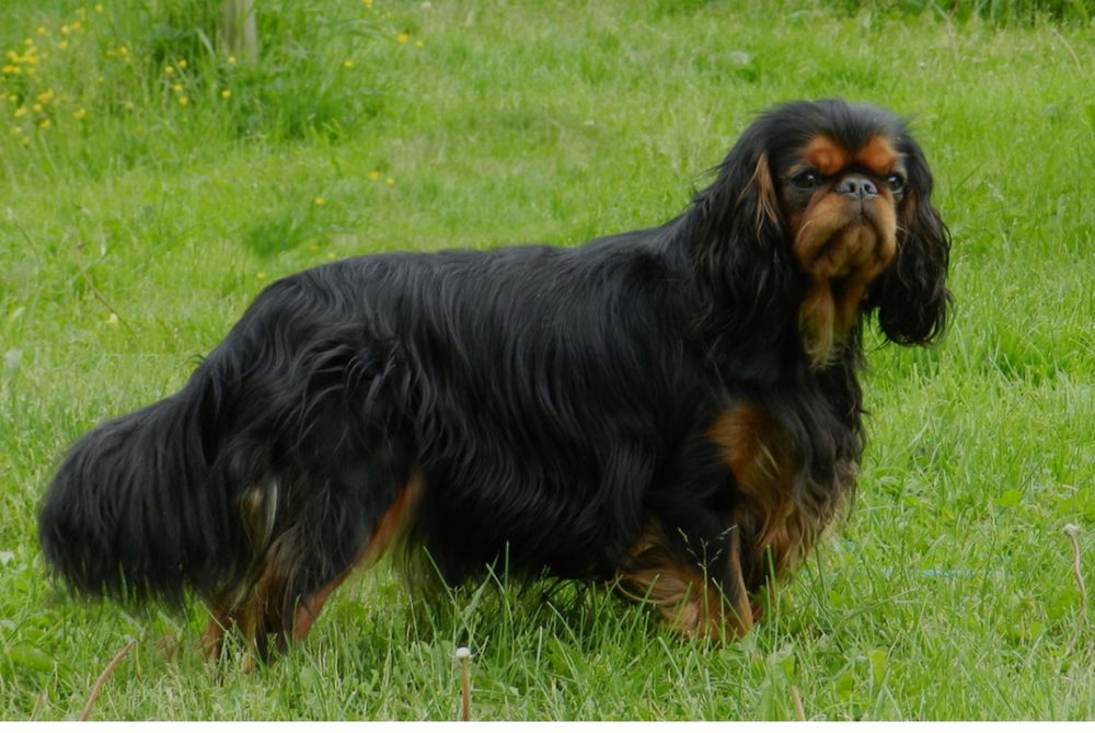 Кинг чарльз спаниель щенки