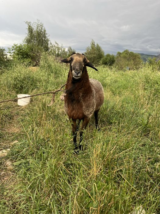 Продаётся баран, кошкар