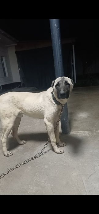 Жақсы қарайтын адамға сатамын.