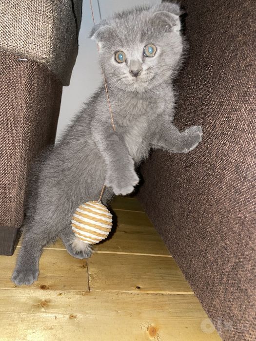 Scottish Fold mushukchalar