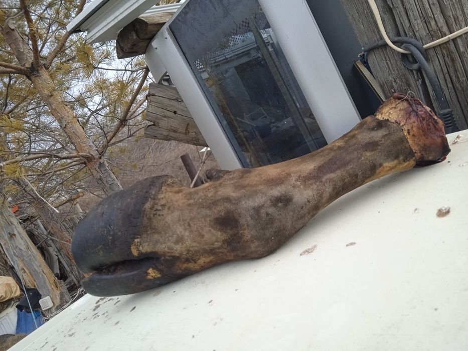 Сүйек сирақ бар для собак