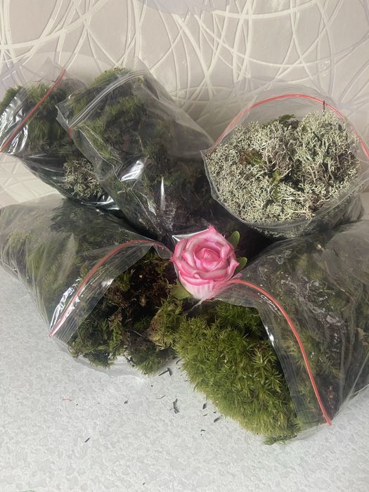 Продам живой мох, АКЦИЯ 3+1!