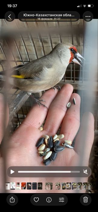 Щегол пепел самец