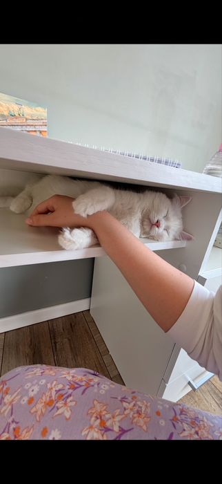 Продам кошку в хорошие руки