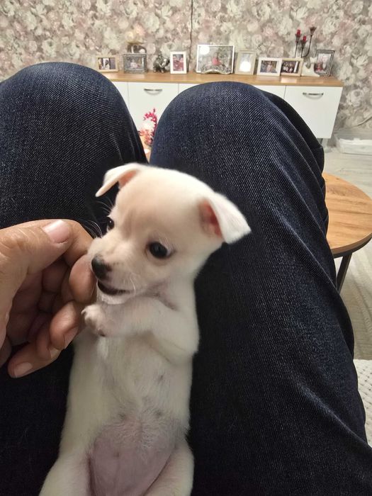 Чихуахуа на 2 месеца