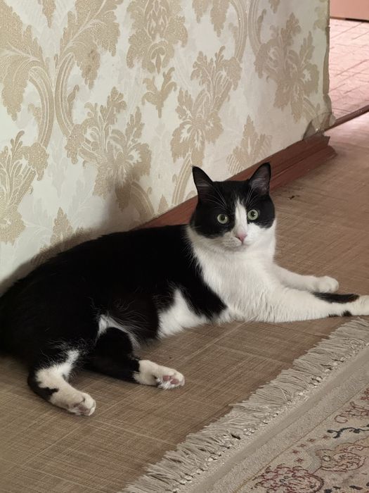 Отдам кота в хорошие руки