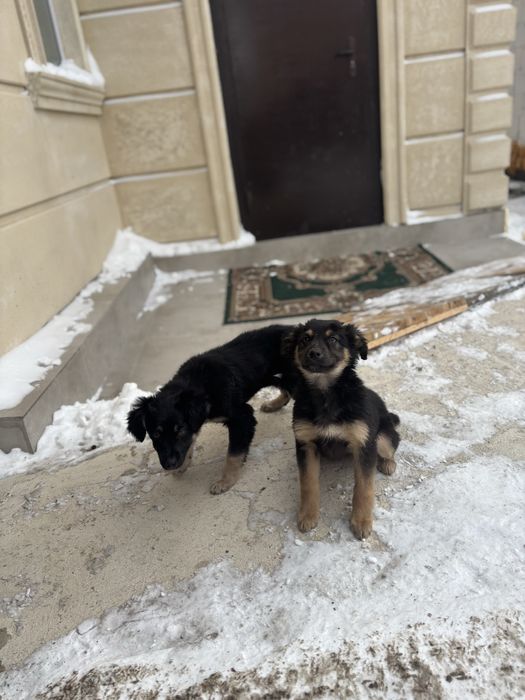 Отдам бесплатно щенят ( девочки)