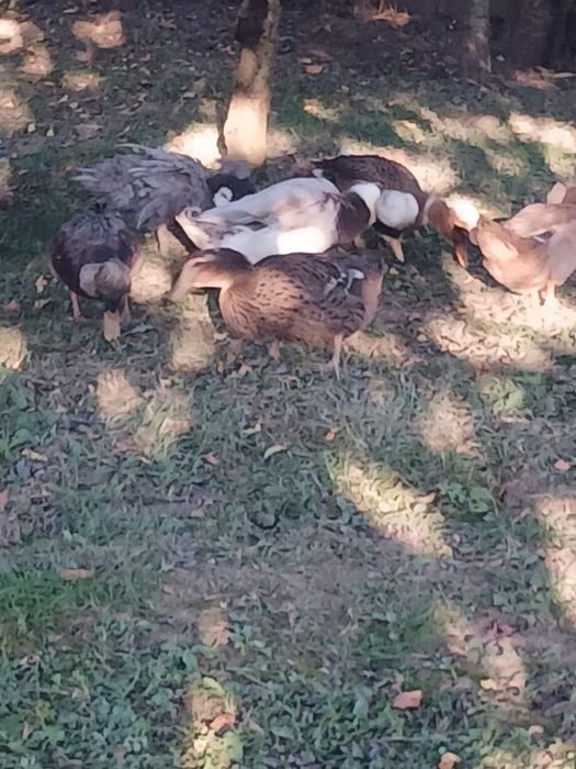 Vând familie de rate moțate formată din 4 femele și un mascul!