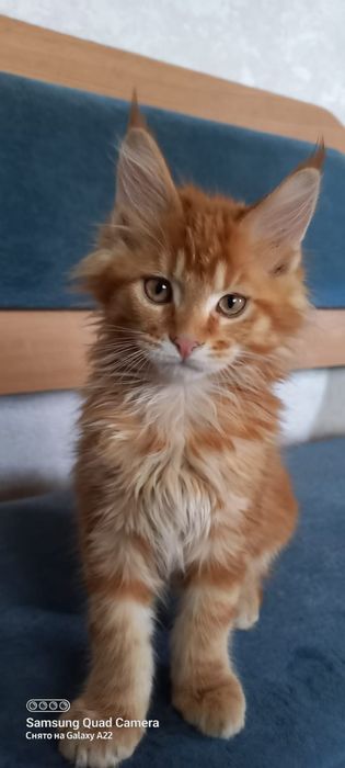 Продам котёнка мейн кун девочка