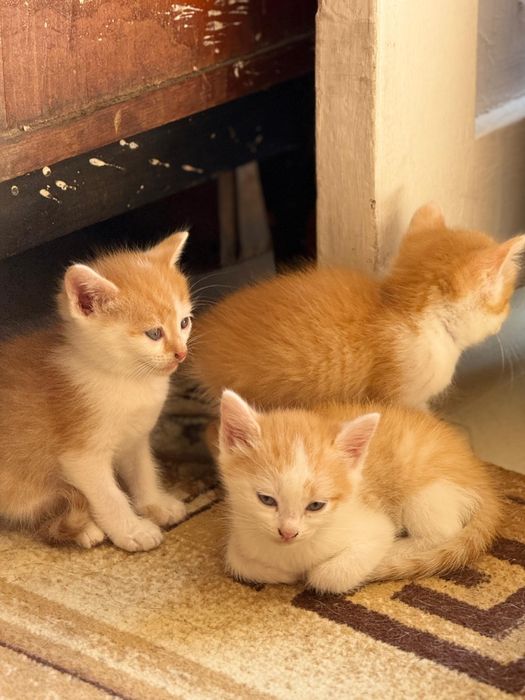 Отдам котят в добрые руки