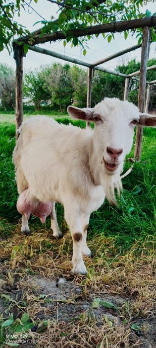 Зааненская буаз ешкі сатылады