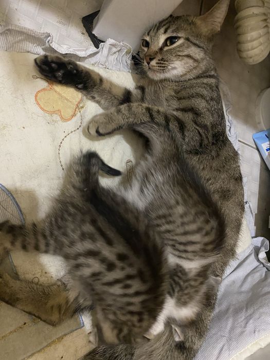 Отдам кошку с котятами