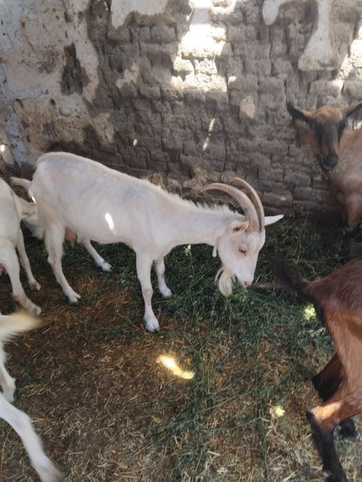 Vând urgent  și convenabil capre și  iezii