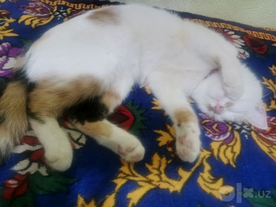 Juda aqilli mushuklar