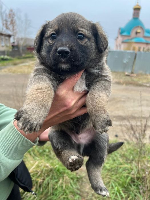 Щенки в добрые руки