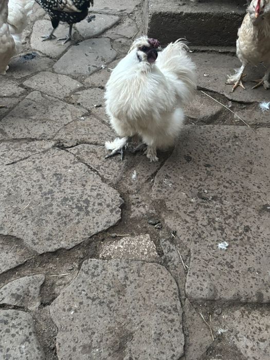 Disponibili cocoși tineri!