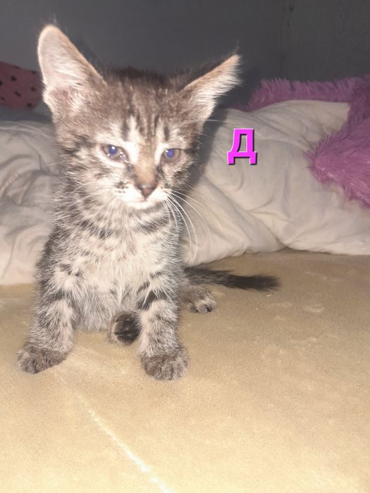 Котята хорошенькие