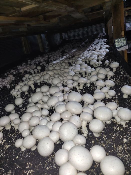 Шампиньон бизнесини ургатамз кампост митцелй хамаси бор