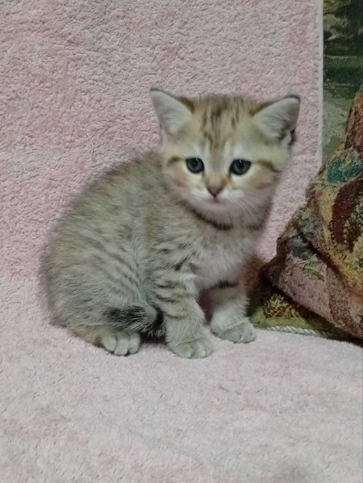 Продаётся котёнок, девочка, Золотая шиншилла