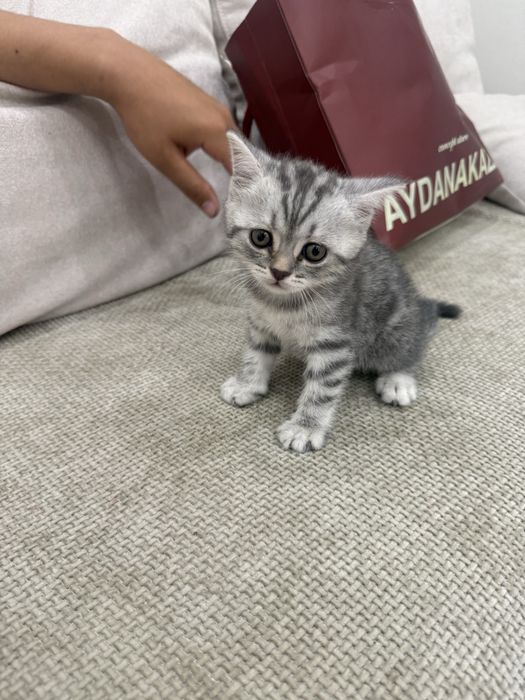 Красивый котёнок в добрые руки