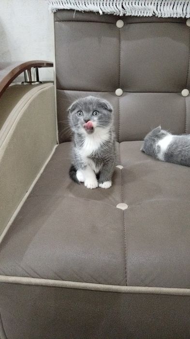 Mushuk bolalari va onasi