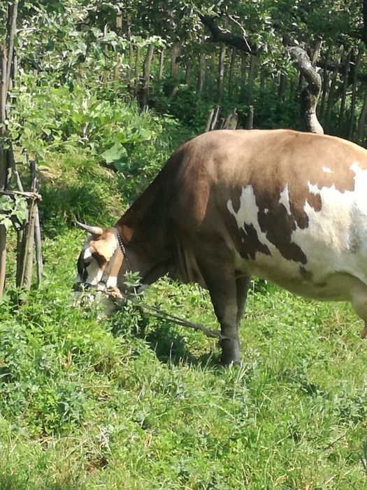 Vaca bălțată românească gestanta 5 luni