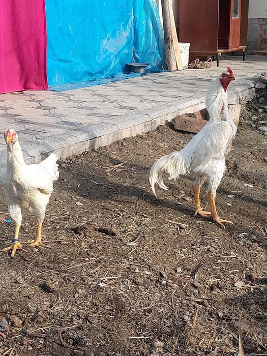 Кытай дакан кораз сатылады срочно