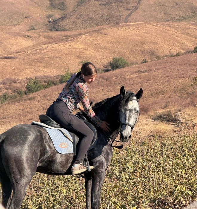 Англо ахалтекинец жеребец