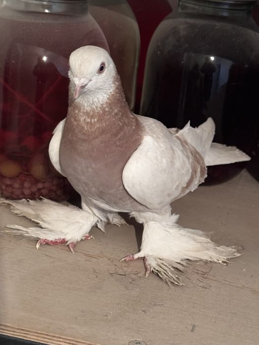 Продам голубя с игрой