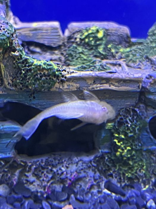 Мальки сом анциструс