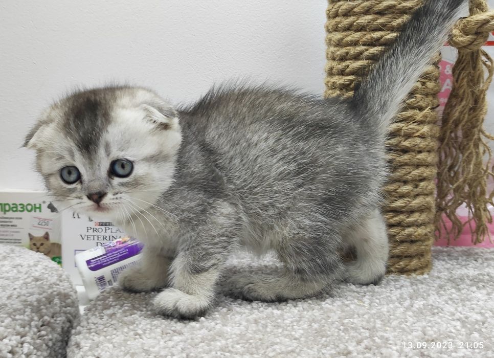 КоТЯта ШотЛанДскиЕ