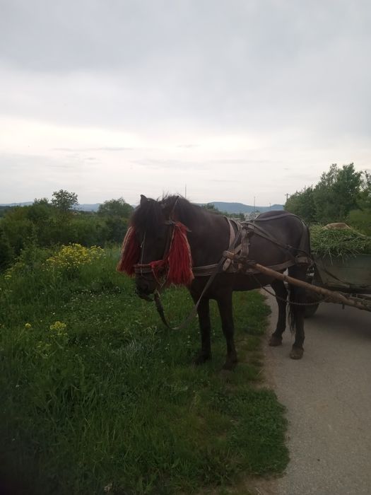 De vânzare la preț de unu