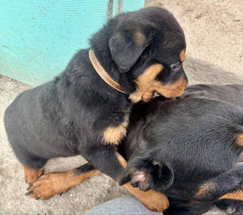 Продавам ротвайлер