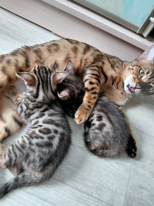 Продам бенгальских котят