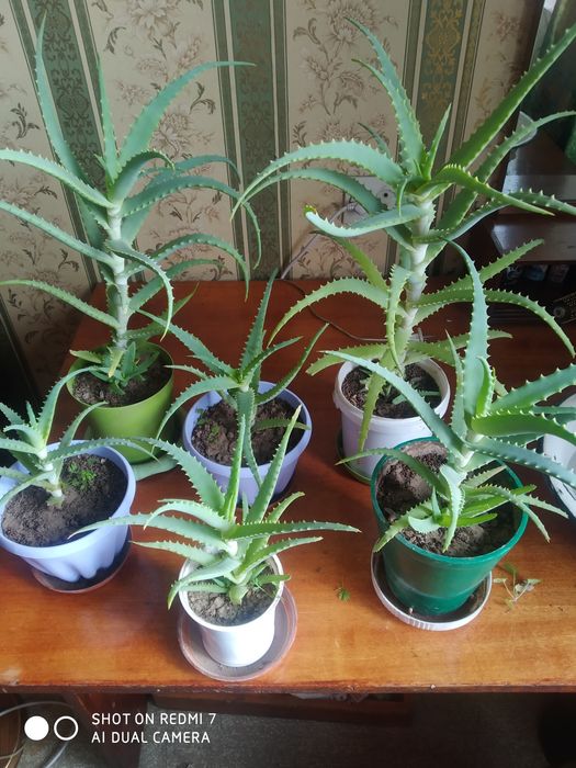 Алоэ древовидное, лечебное.