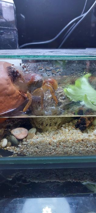 Крабовник терариум