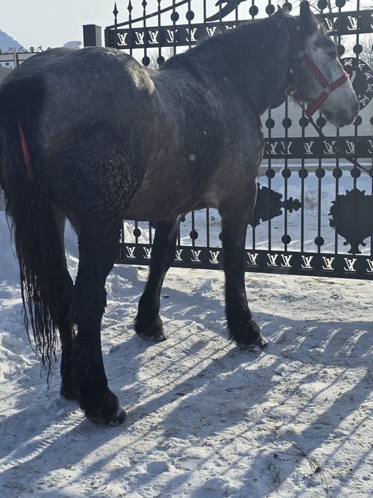 Vând mânză de 3 ani.