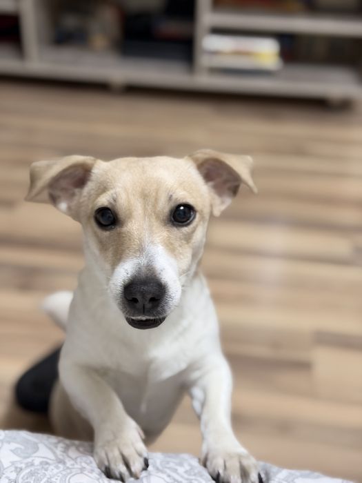 Отдам собаку в зорошие руки