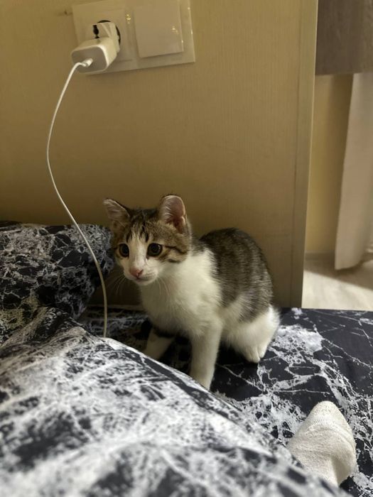 котенок в добрые руки,даром