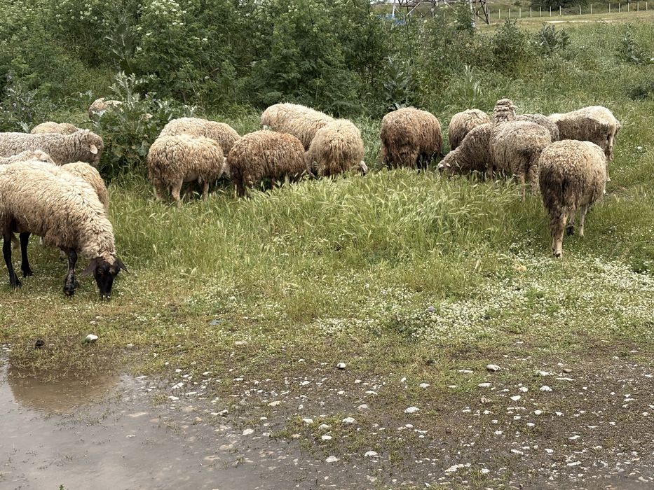 Продаваме овце за клане