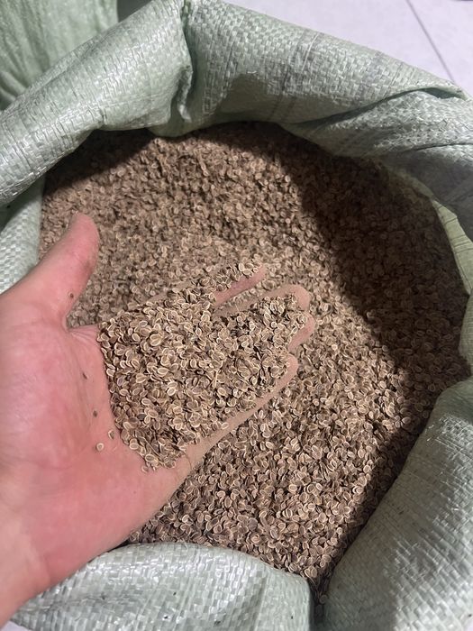 Ukrop urug’ satiladi