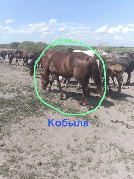 Продам лошадей срочно