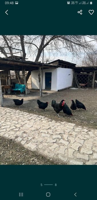 Инкубационные яйца Джерсийский Гигант